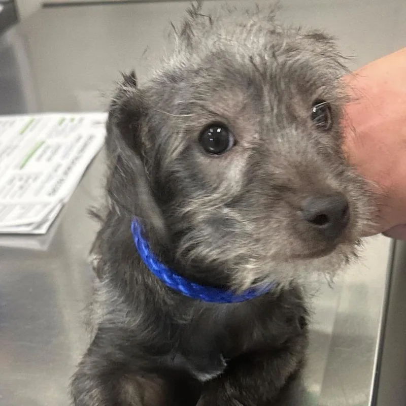 A baby small-sized male Gray / Blue / Silver Mixed Breed dog named Harold for adoption in Matteson, IL