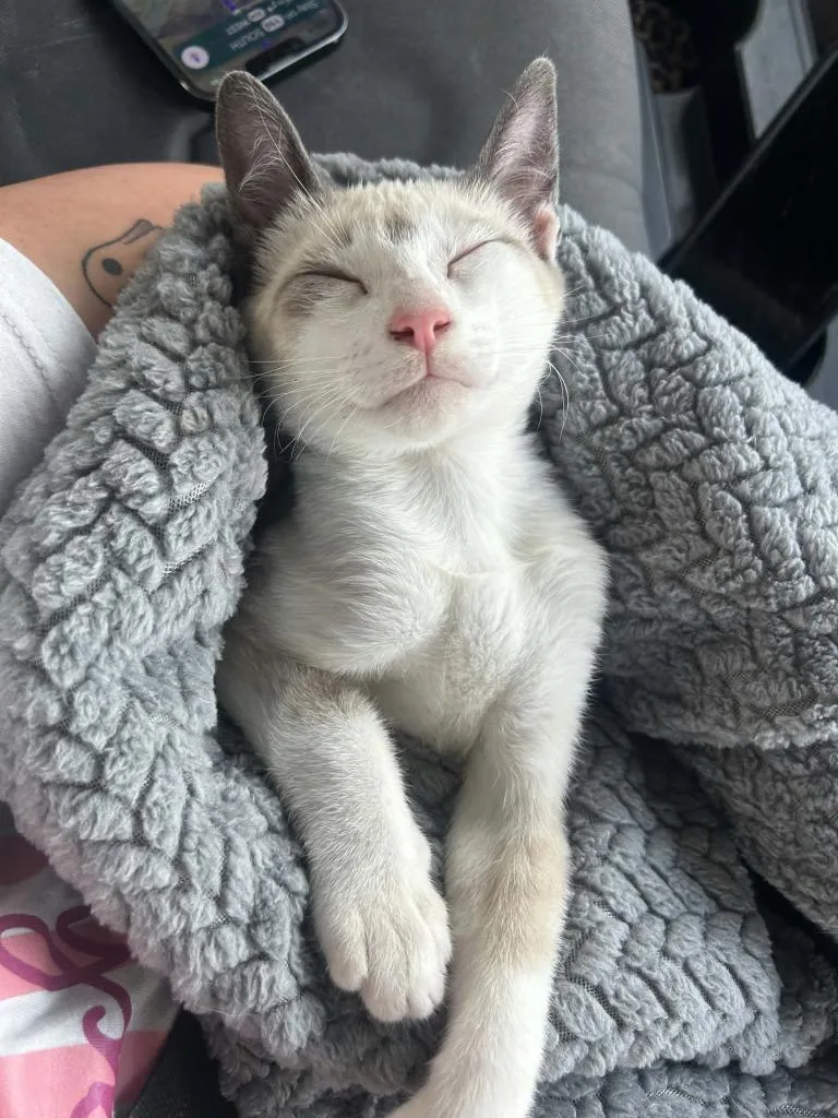 A baby medium-sized male Siamese cat named Goob for adoption in Seven Points, TX