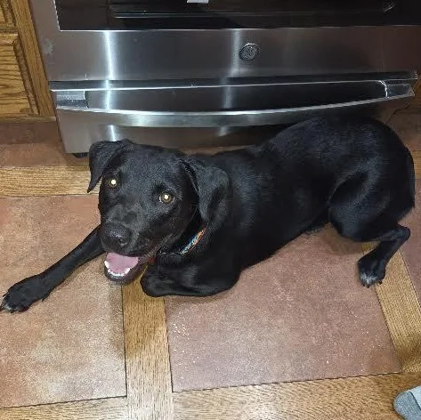 A baby medium-sized female Black Labrador Retriever dog named Darla for adoption in Springfield, MO