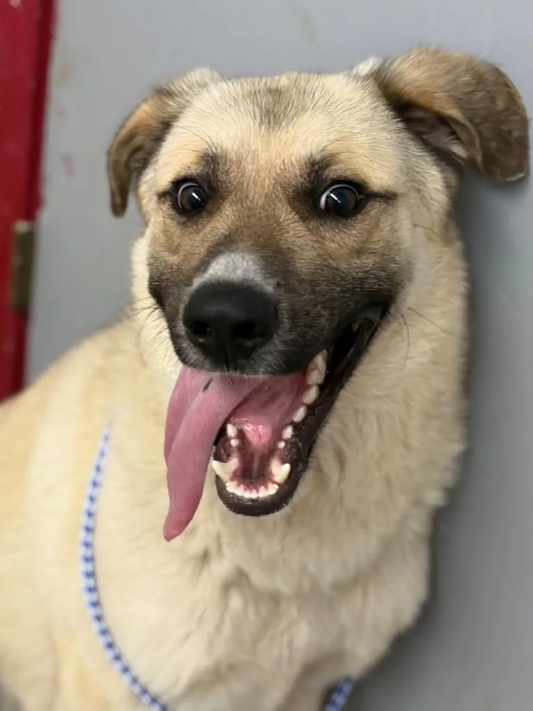 A young medium-sized male Shepherd dog named Speedy for adoption in Lockhart, TX