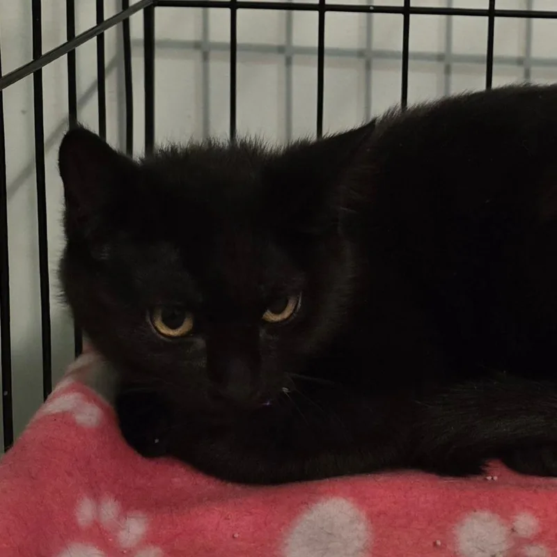 A baby small-sized female Black Domestic Short Hair cat named Guppy for adoption in Warrensburg, MO