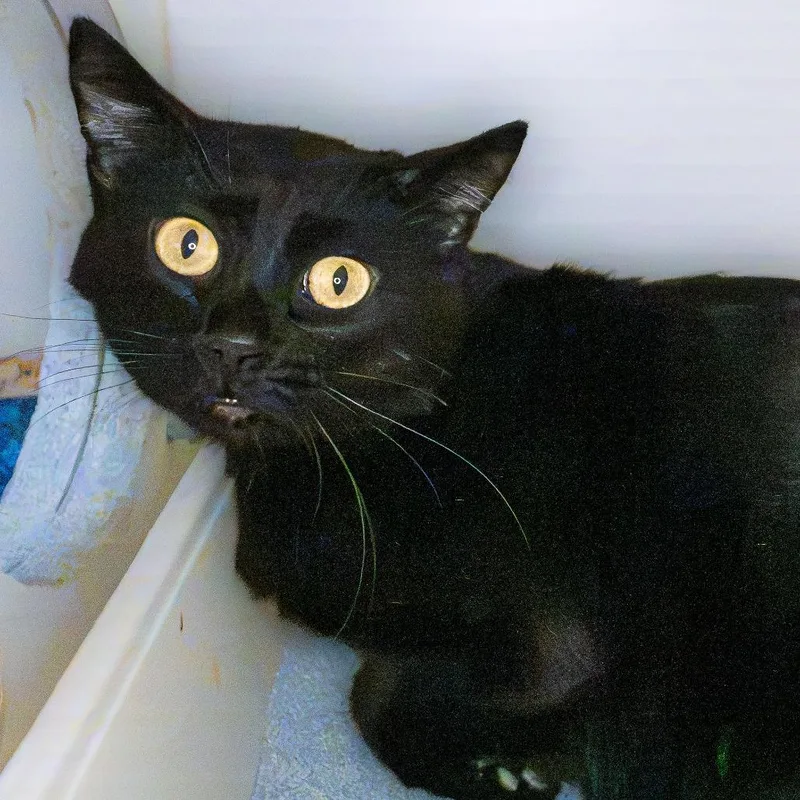 An adult large-sized male Black Domestic Short Hair cat named Scrim for adoption in South Elgin, IL