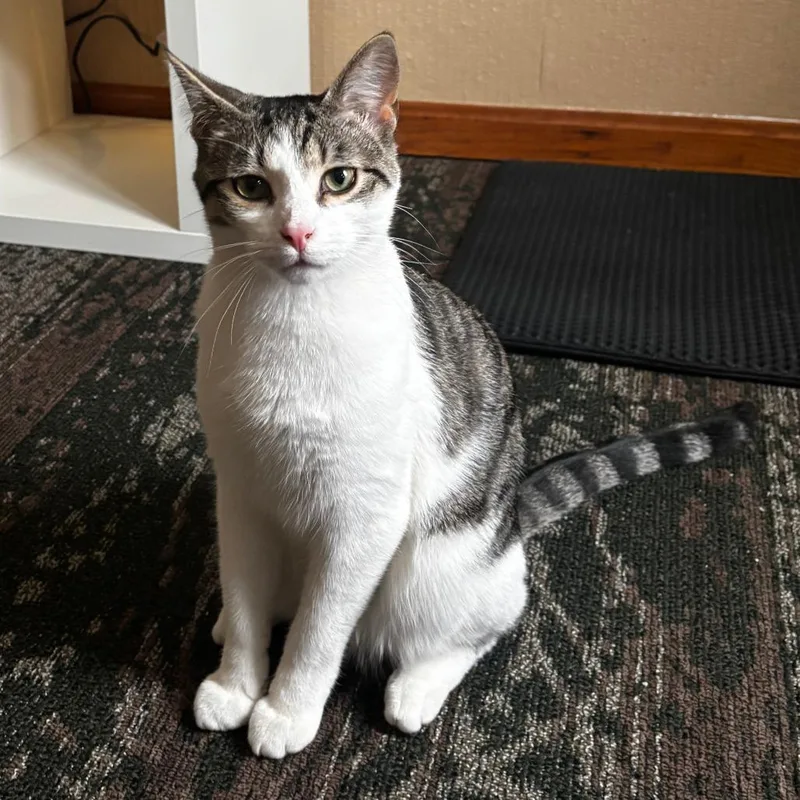 A young medium-sized male Brown / Chocolate Domestic Short Hair cat named Azalan for adoption in Medina, OH