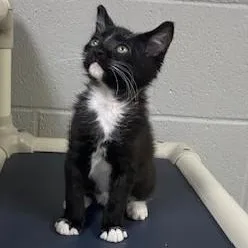 A baby medium-sized male Black & White / Tuxedo Domestic Short Hair cat named Inky for adoption in Allegan, MI