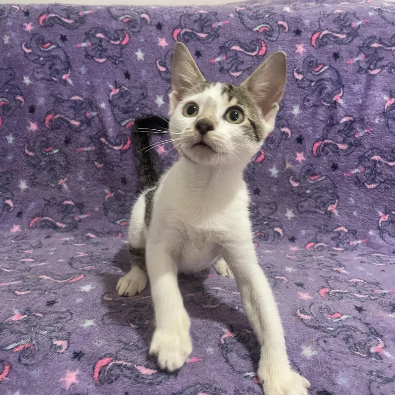 A baby small-sized male White Domestic Short Hair cat named Cannoli for adoption in Bayside, NY