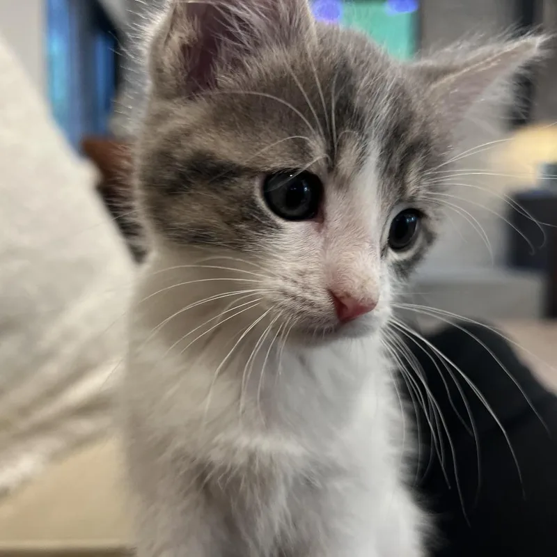 A baby small-sized male Domestic Short Hair cat named Schroeder for adoption in Pleasanton, CA
