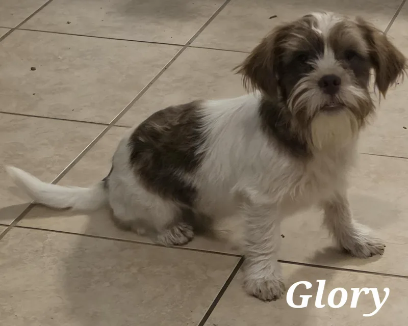 A baby small-sized male Shih Tzu dog named Glory for adoption in Edinburg, TX