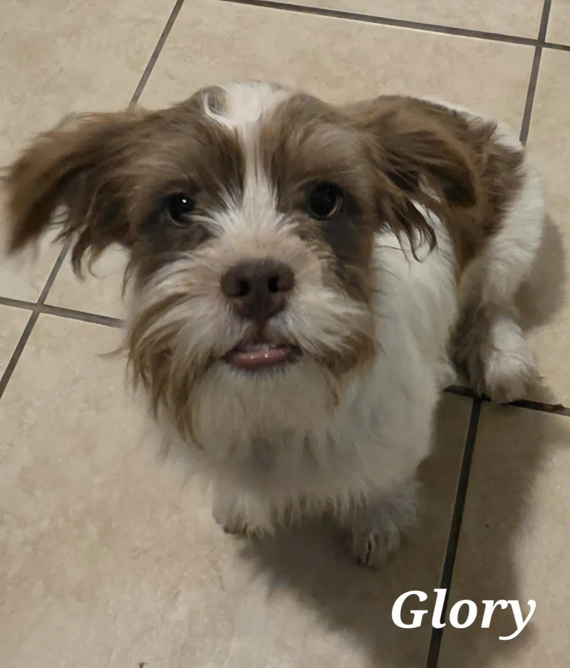 Glory thumbnail 2
