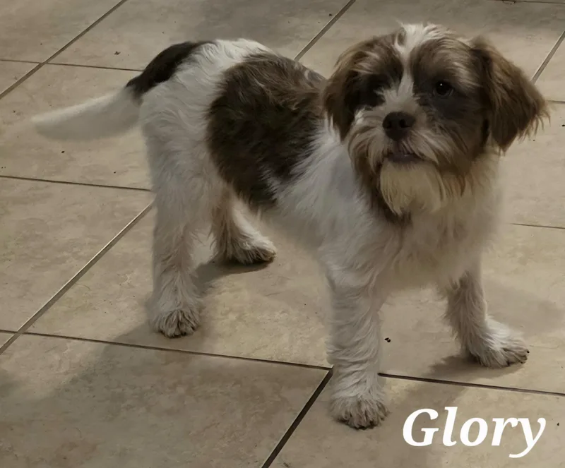 Glory thumbnail 4