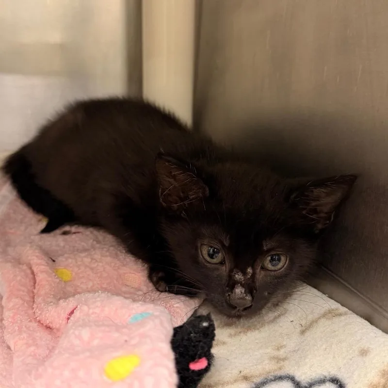 A baby small-sized male Black Domestic Short Hair cat named Horus for adoption in West Palm Beach, FL