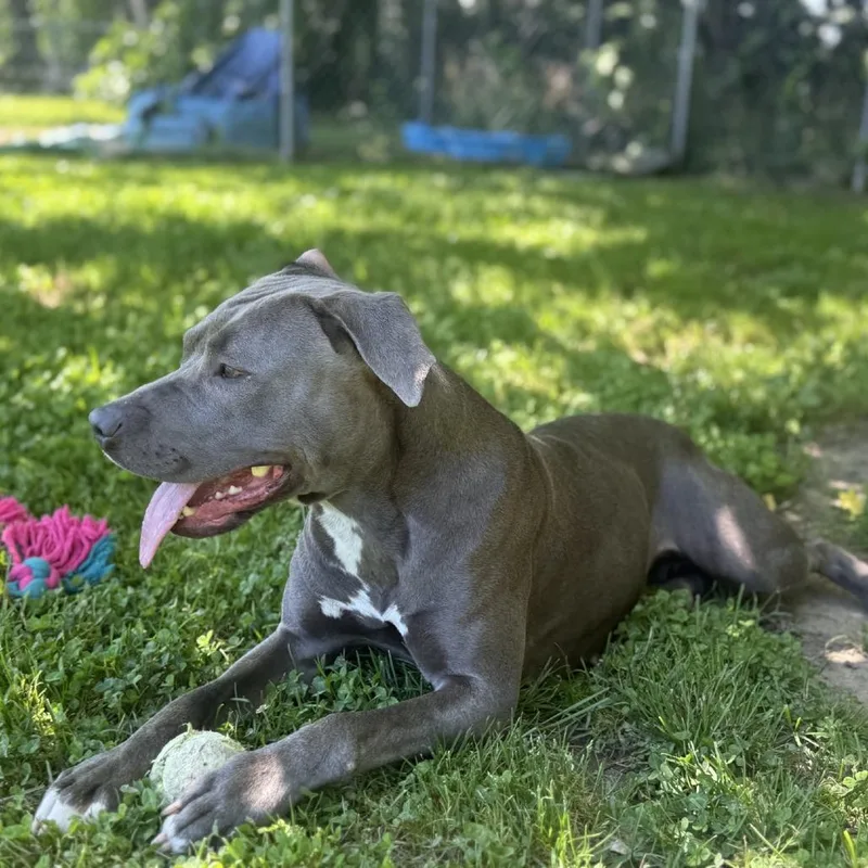 A young medium-sized female Gray / Blue / Silver Pit Bull Terrier dog named Foxy for adoption in Ridgely, MD
