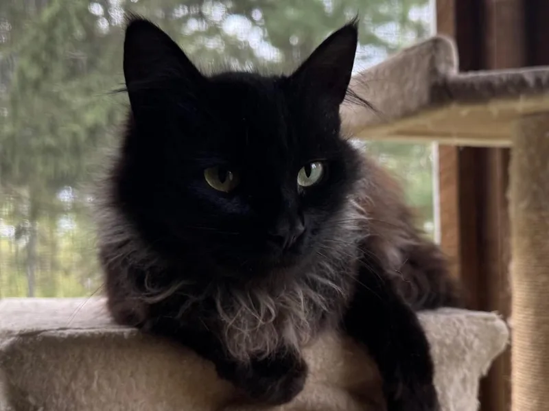 Ella
