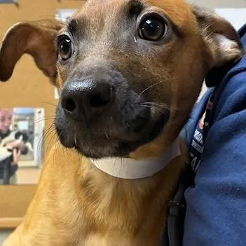 A baby medium-sized female Yellow / Tan / Blond / Fawn Mixed Breed dog named Sandy for adoption in Knoxville, TN