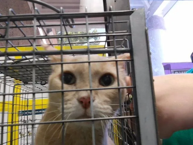 An adult medium-sized female Domestic Short Hair cat named Hellion for adoption in Tulsa, OK