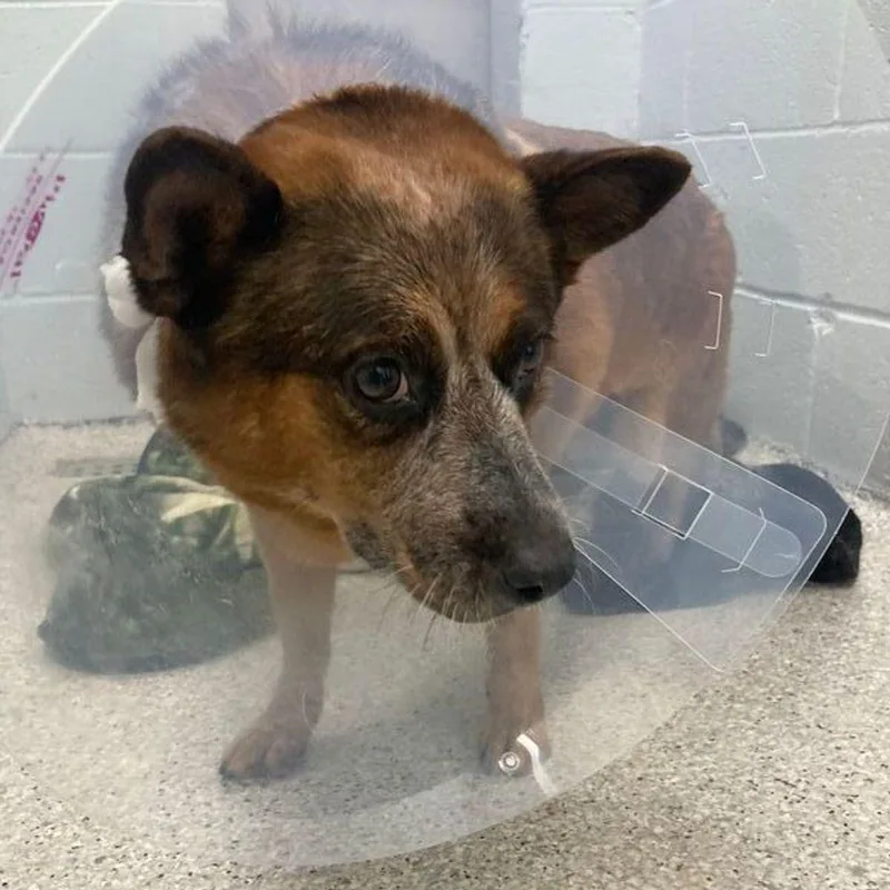A senior medium-sized female Brown / Chocolate Australian Shepherd dog named Zuky for adoption in Lake Havasu City, AZ