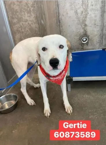 An adult large-sized female White / Cream Retriever dog named Gertie for adoption in Dallas, TX
