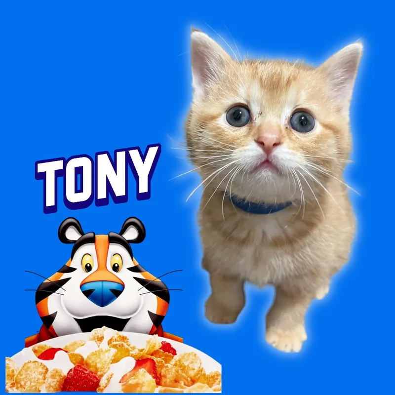 Tony