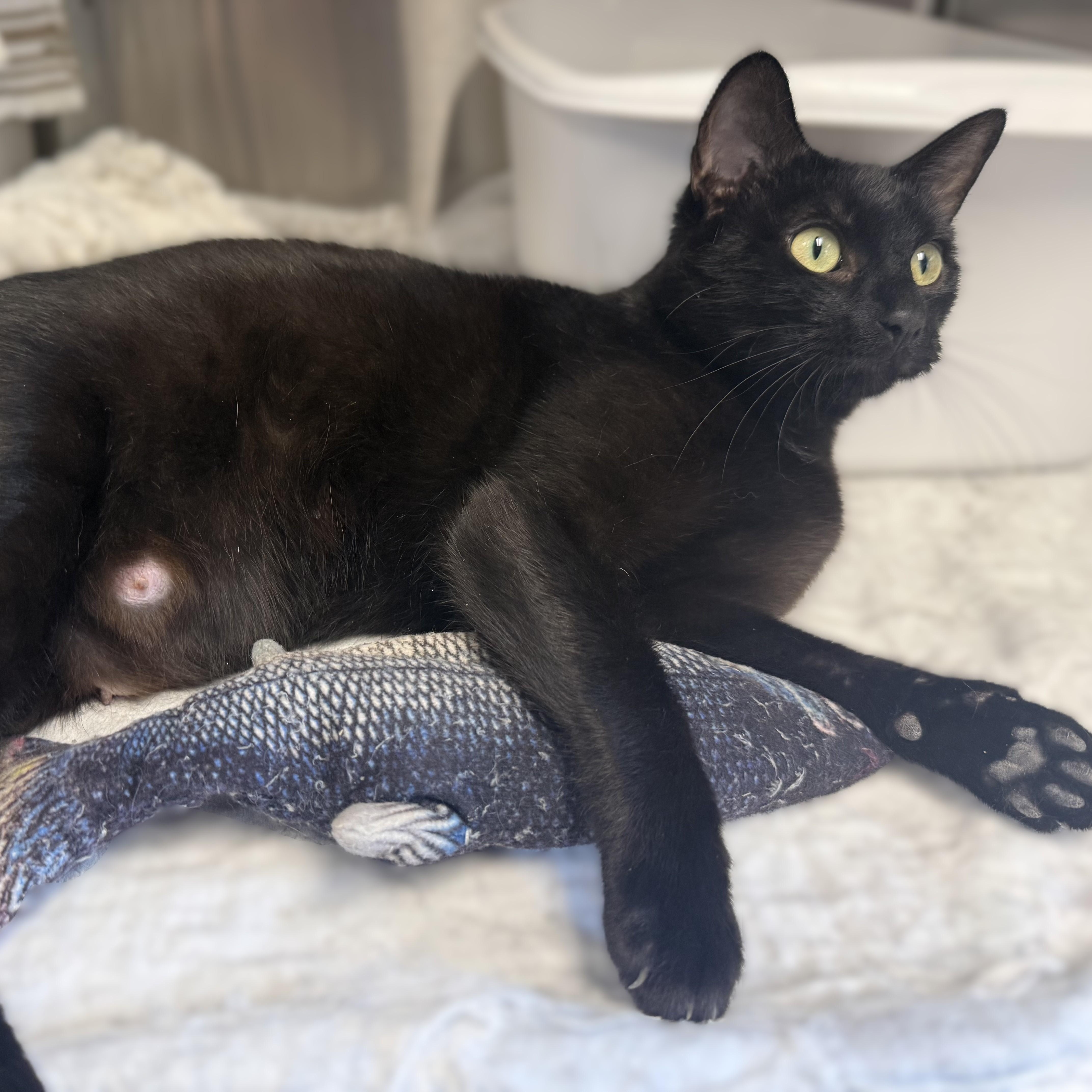 A young medium-sized female Black Domestic Short Hair cat named Zena for adoption in La Crescent, MN