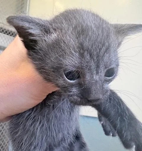 A baby small-sized female Domestic Short Hair cat named Lana for adoption in Ogdensburg, NY