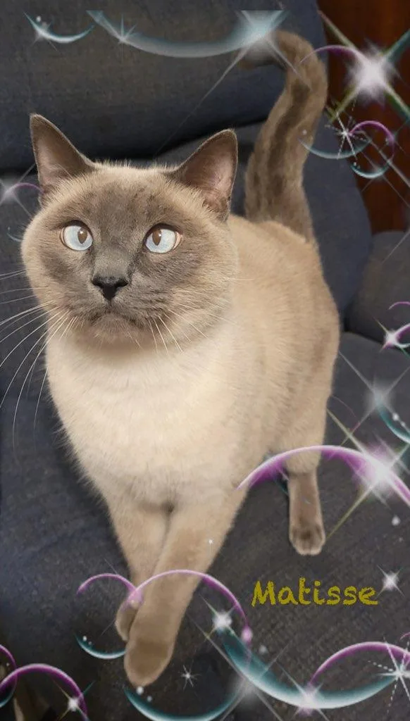 Matisse & Hammond thumbnail 2