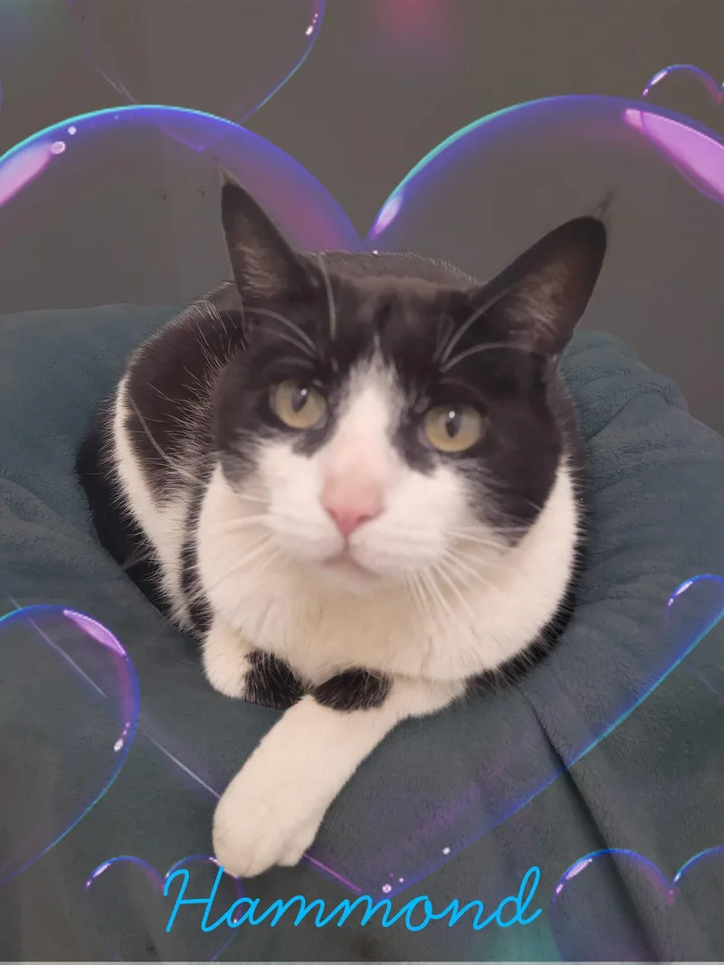 Matisse & Hammond thumbnail 3