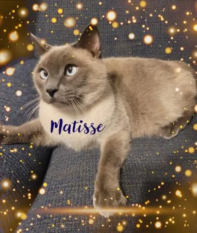 Matisse & Hammond thumbnail 4