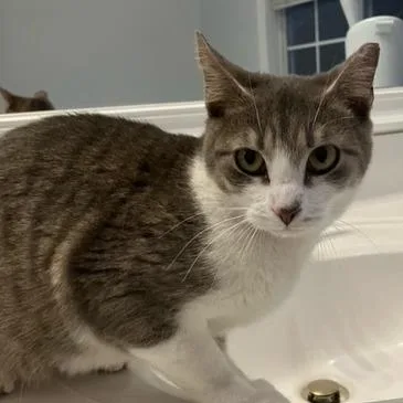 An adult medium-sized female Gray / Blue / Silver Domestic Short Hair cat named Felicia for adoption in Marietta, GA