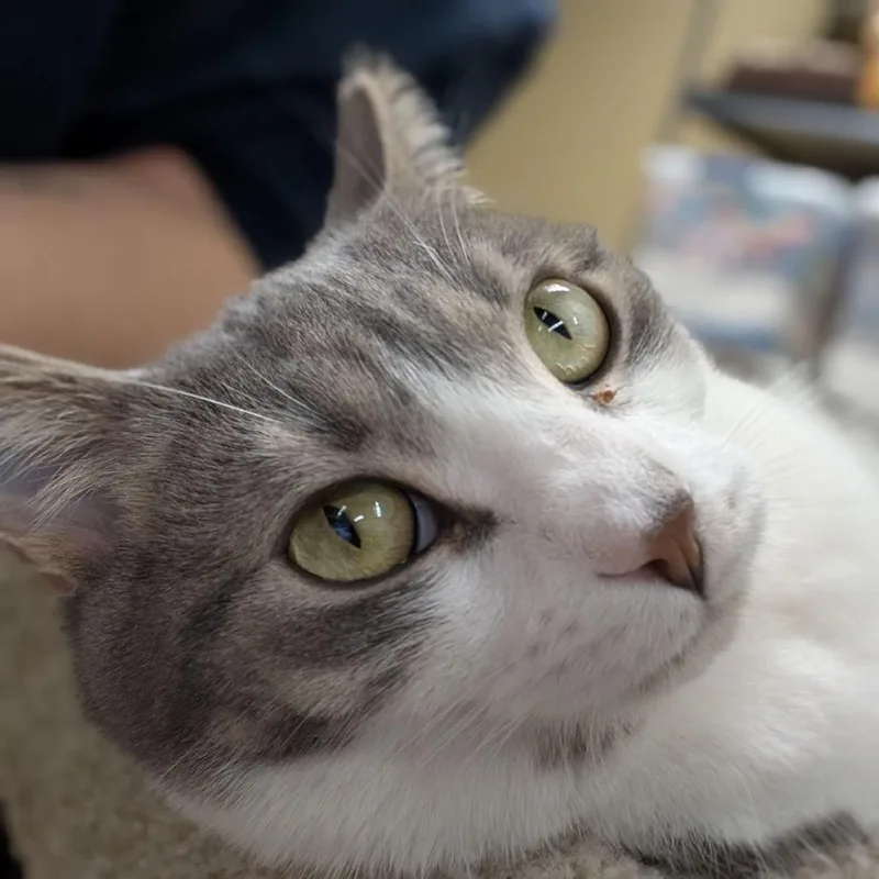 Felicia thumbnail 4
