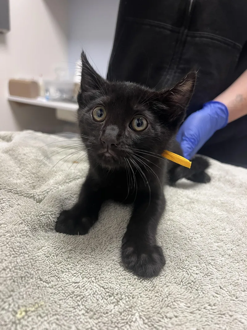 A baby small-sized male Domestic Short Hair cat named Jorge for adoption in Chico, CA