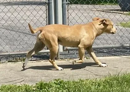 An adult medium-sized female Yellow / Tan / Blond / Fawn Pit Bull Terrier dog named Molly for adoption in Glasgow, KY