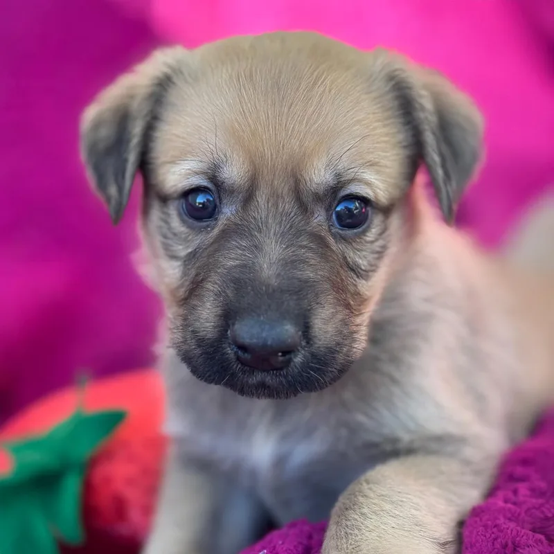 A baby large-sized female Labrador Retriever dog named Anthem Pup  Proudly for adoption in San Diego, CA