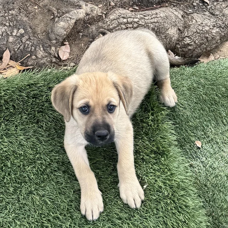 Anthem Pup  Proudly thumbnail 2