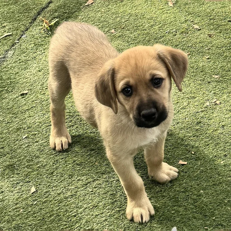Anthem Pup  Proudly thumbnail 3