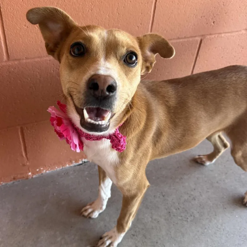 A young medium-sized female Mixed Breed dog named Coraline for adoption in Las Cruces, NM