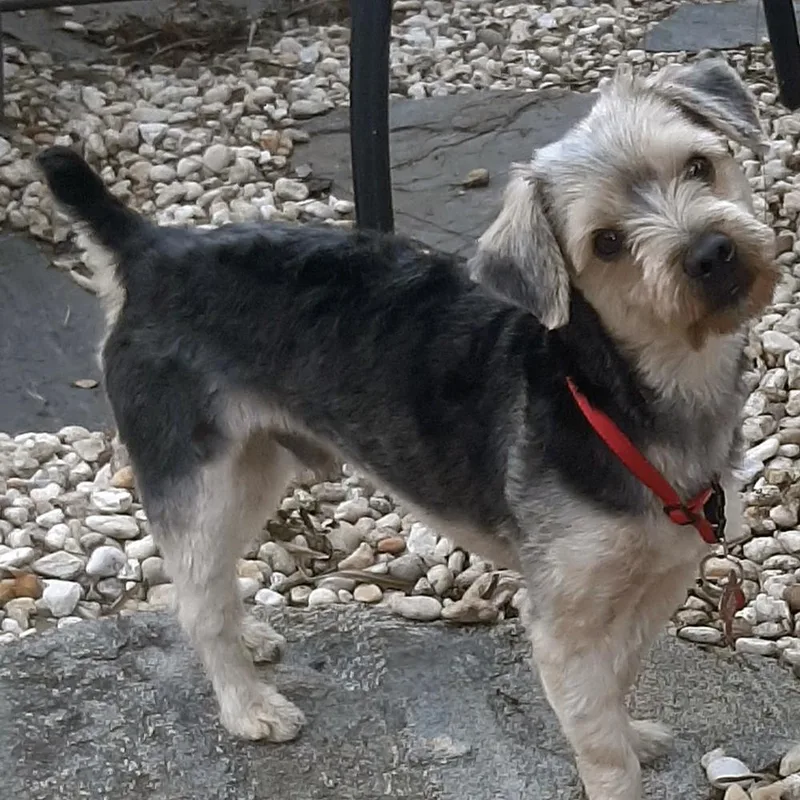 An adult small-sized male Yorkshire Terrier dog named Albert for adoption in Orlando, FL