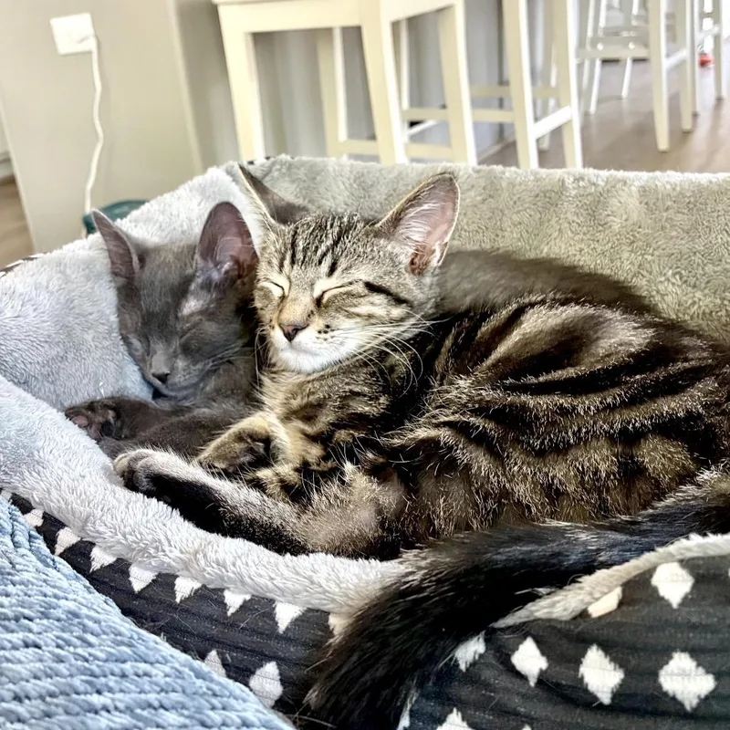 A baby medium-sized female Gray / Blue / Silver Russian Blue cat named Pebble for adoption in Houston, TX