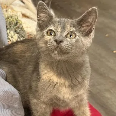 A baby small-sized female Tortoiseshell Domestic Short Hair cat named Katara for adoption in Chattanooga, TN