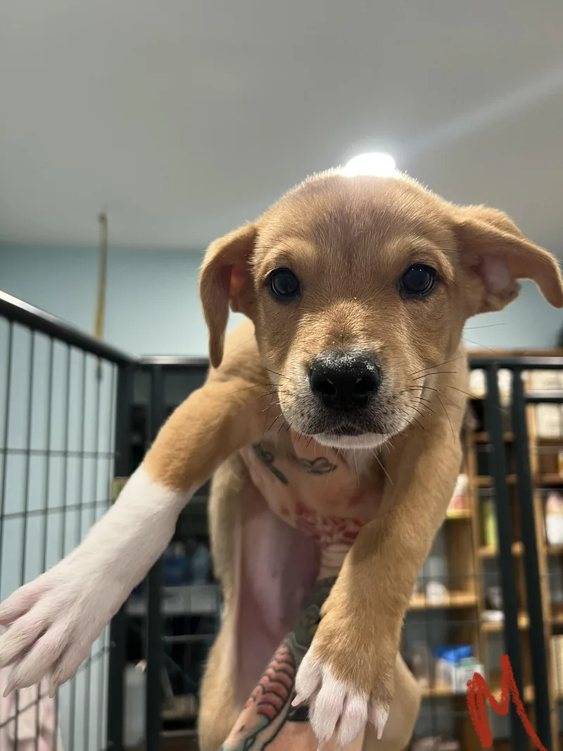 A baby medium-sized male Apricot / Beige Hound dog named Parmesan for adoption in San Antonio, TX