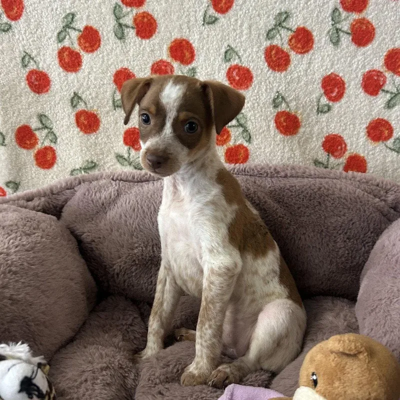 A baby medium-sized male Chihuahua dog named Ione for adoption in Chico, CA