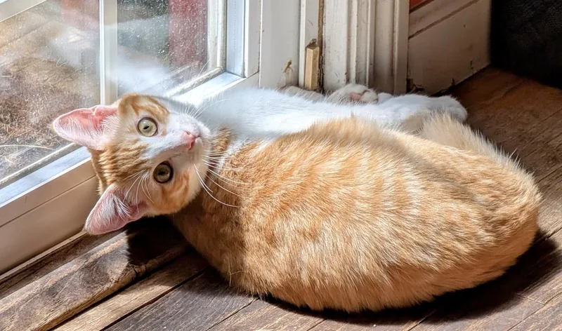 A baby medium-sized male Orange & White Domestic Short Hair cat named Soda for adoption in San Francisco, CA