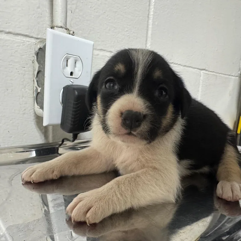 A baby medium-sized female Black Terrier dog named Happy for adoption in Birmingham, AL