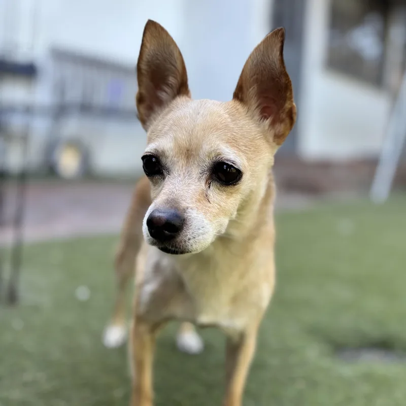 An adult small-sized female Chihuahua dog named Dasha for adoption in Beverly Hills, CA