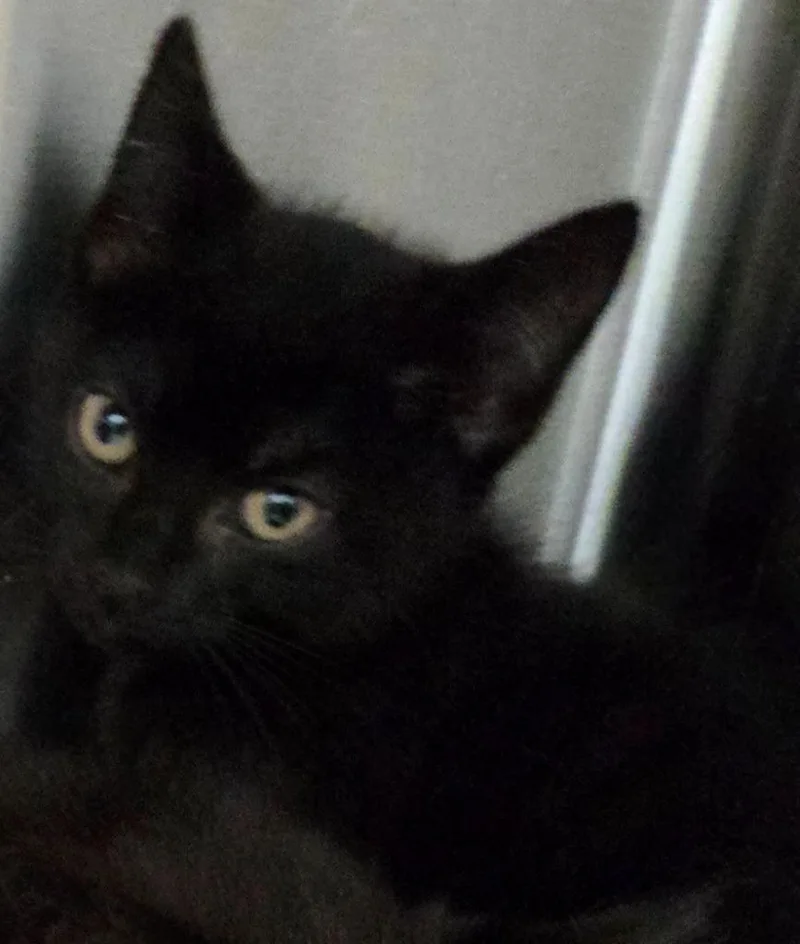 A baby medium-sized female Domestic Short Hair cat named Thickety for adoption in Mount Gilead, NC