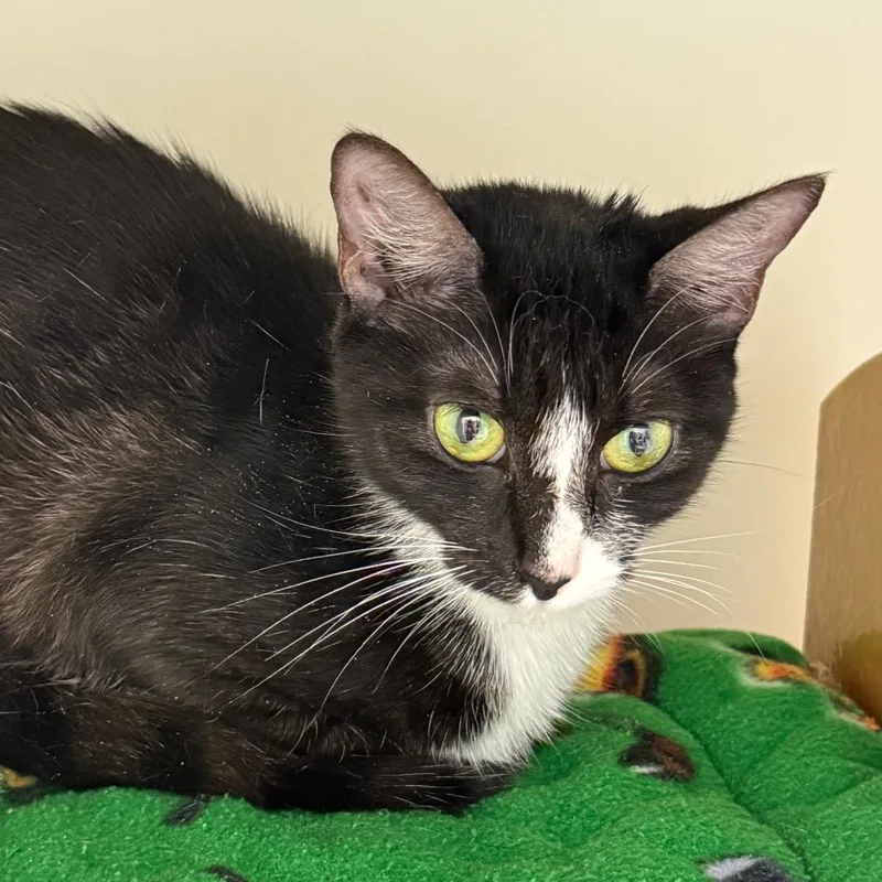 A young medium-sized female Domestic Short Hair cat named Clarice for adoption in Cumming, GA