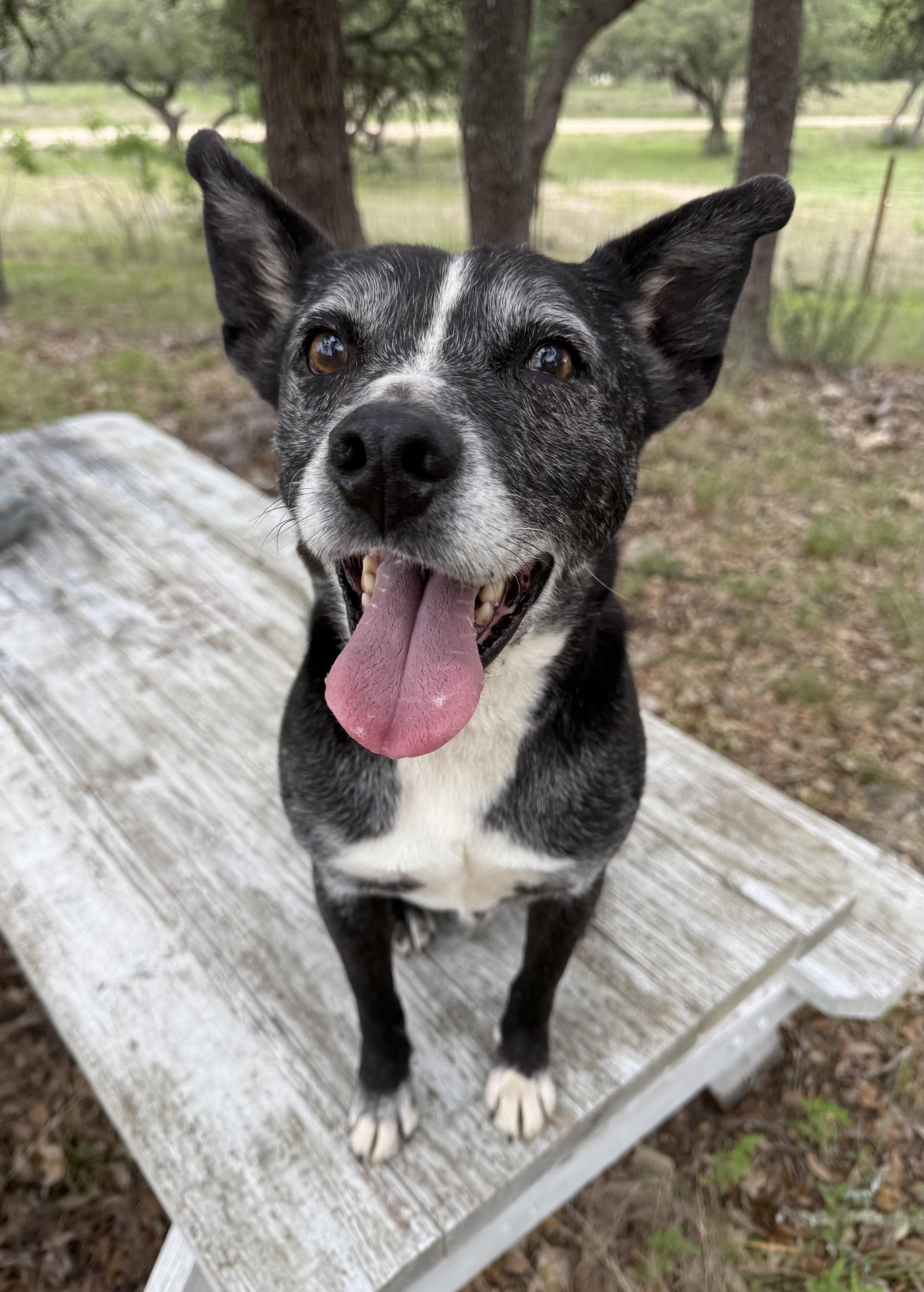 An adult small-sized male Black Schipperke dog named Lincoln Biscuit for adoption in Anaheim, CA