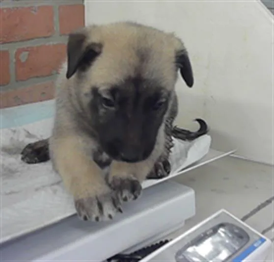 A baby small-sized female German Shepherd Dog dog named Bacardi for adoption in Houston, TX