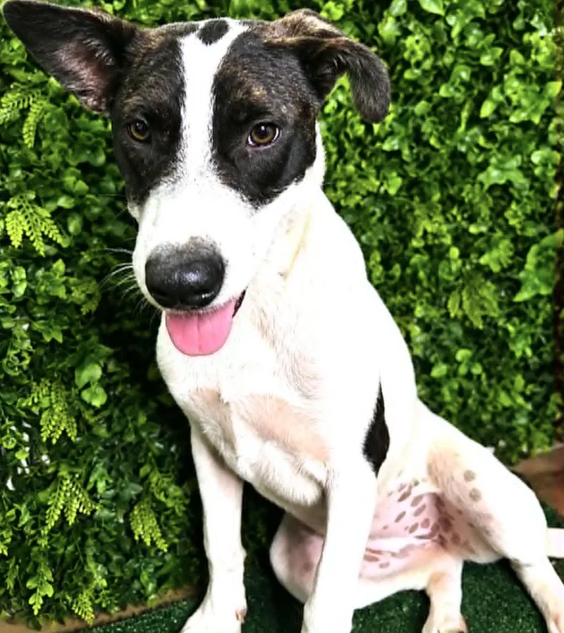 A baby medium-sized female Catahoula Leopard Dog dog named Francesca for adoption in Allen, TX