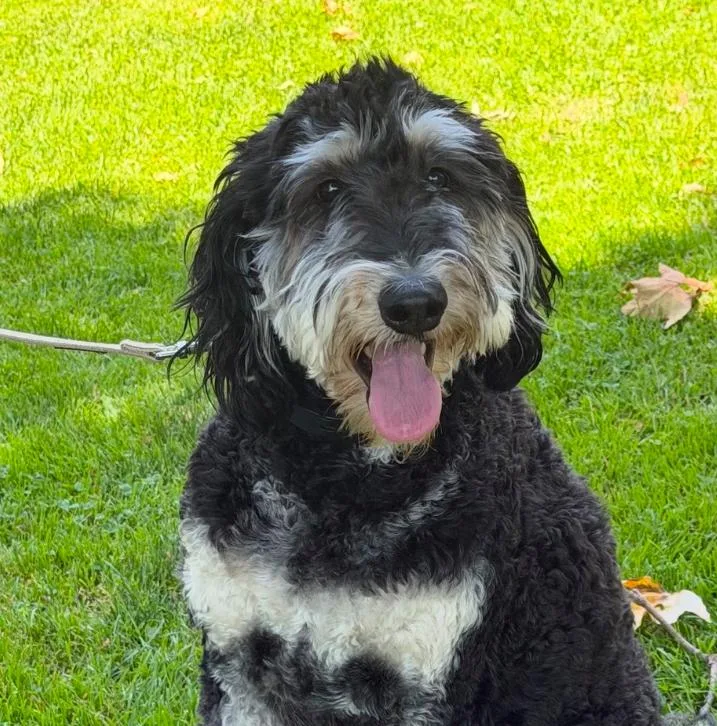 An adult large-sized male Black Bernese Mountain Dog dog named Crow for adoption in Los Angeles, CA