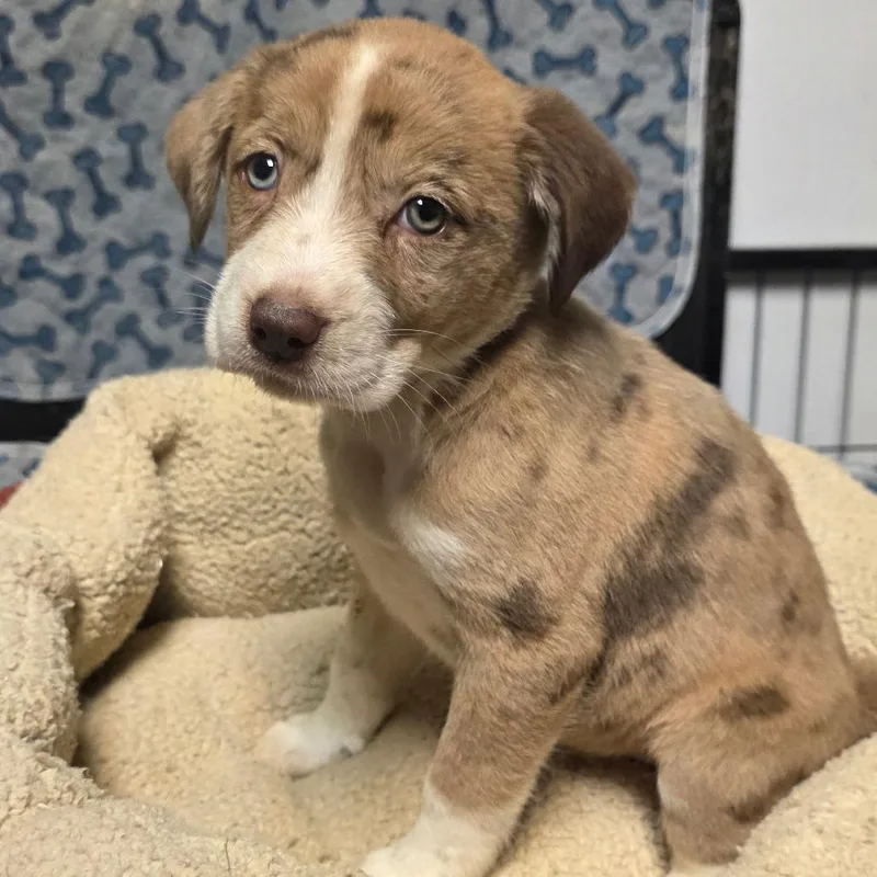A baby medium-sized female Mixed Breed dog named Swirl for adoption in Alexandria, VA