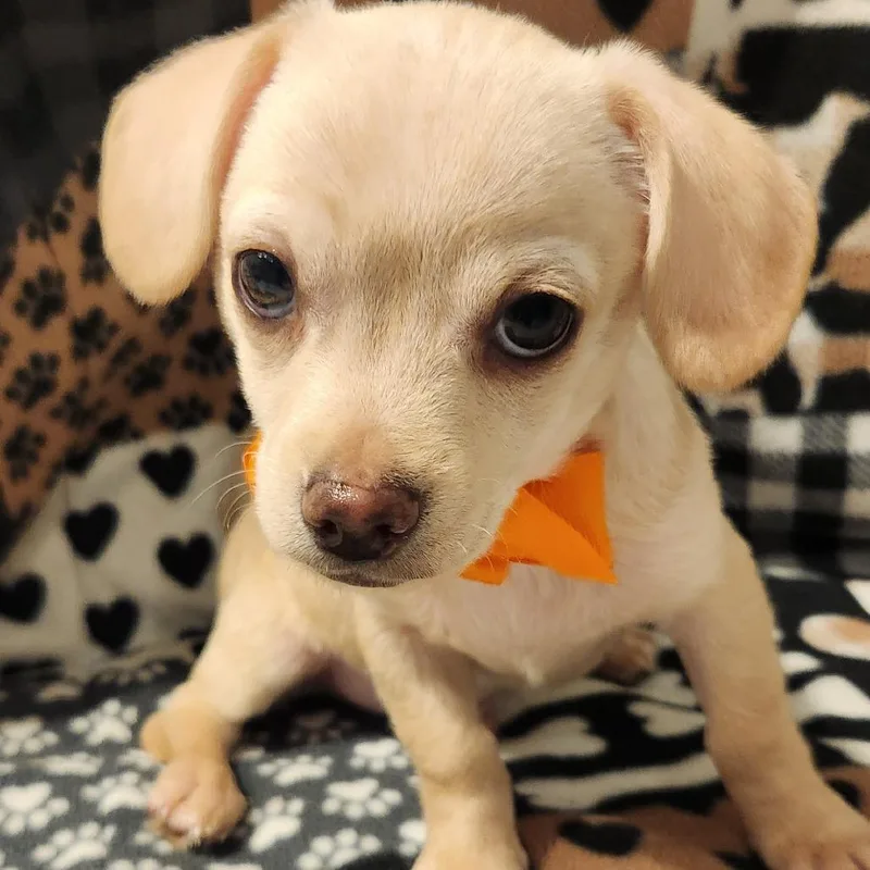 A baby small-sized male White / Cream Chihuahua dog named Louie for adoption in Centralia, WA
